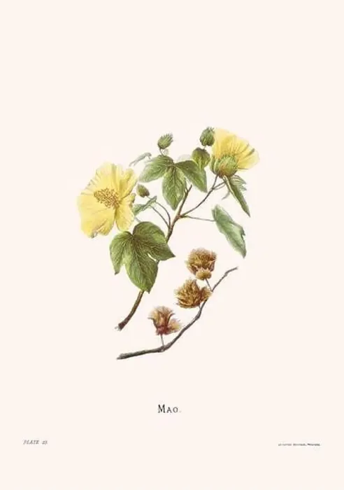 Framed Print : Flower illustration of Hawaiian blooms from 1885 Framed Print : Flower illustration of Hawaiian blooms from 1885