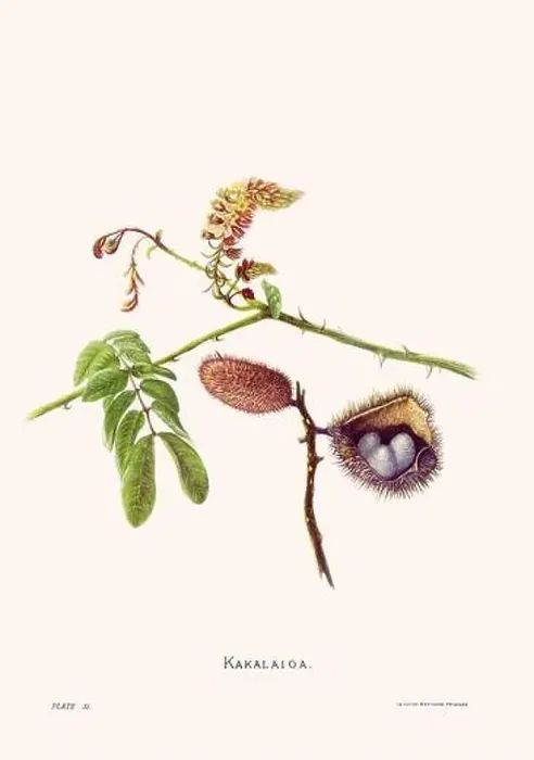 Framed Print : Flower illustration of Hawaiian blooms from 1885 Framed Print : Flower illustration of Hawaiian blooms from 1885