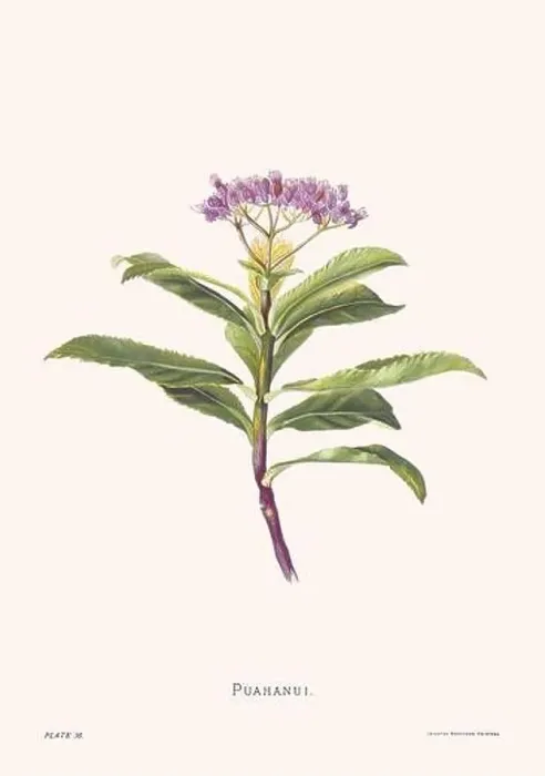 Framed Print : Flower illustration of Hawaiian blooms from 1885 Framed Print : Flower illustration of Hawaiian blooms from 1885