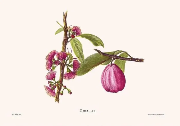 Framed Print : Flower illustration of Hawaiian blooms from 1885 Framed Print : Flower illustration of Hawaiian blooms from 1885