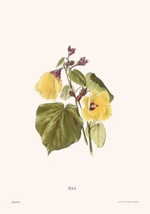 Framed Print : Flower illustration of Hawaiian blooms from 1885 Framed Print : Flower illustration of Hawaiian blooms from 1885