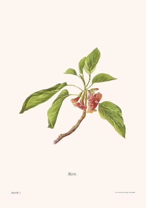 Framed Print : Flower illustration of Hawaiian blooms from 1885 Framed Print : Flower illustration of Hawaiian blooms from 1885