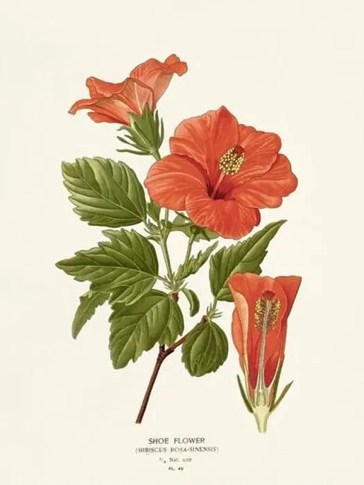 Framed Print : Flower illustration. Hibiscus Framed Print : Flower illustration. Hibiscus