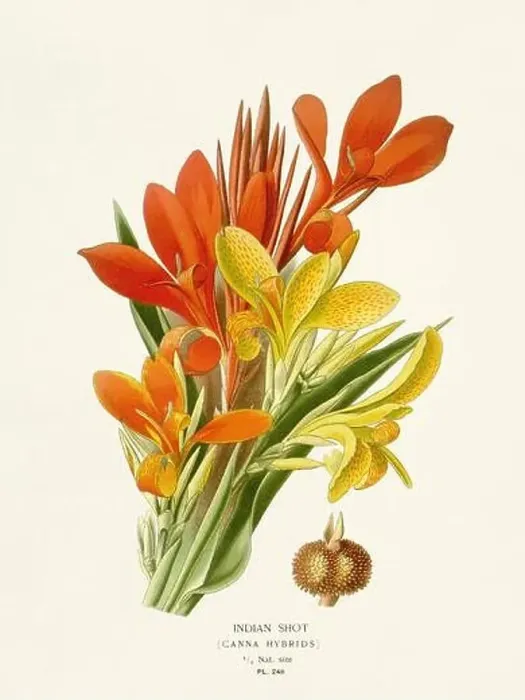 Framed Print : Flower illustration. Indian Shot Framed Print : Flower illustration. Indian Shot