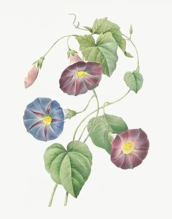 Framed Print : Flower illustration. Ipomea Framed Print : Flower illustration. Ipomea