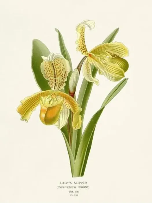 Framed Print : Flower illustration. Lady`s Slipper