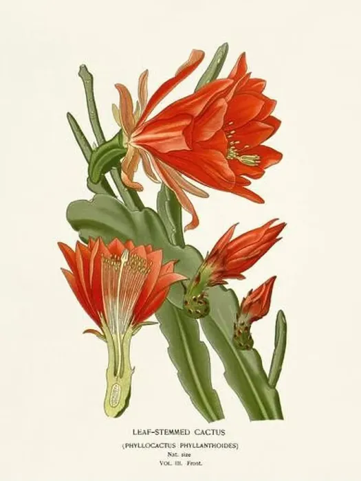 Framed Print : Flower illustration. Leaf-Stemmed Cactus Framed Print : Flower illustration. Leaf-Stemmed Cactus