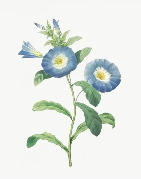 Framed Print : Flower illustration. Liseron Framed Print : Flower illustration. Liseron