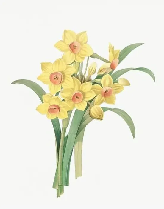 Framed Print : Flower illustration. Narcisse