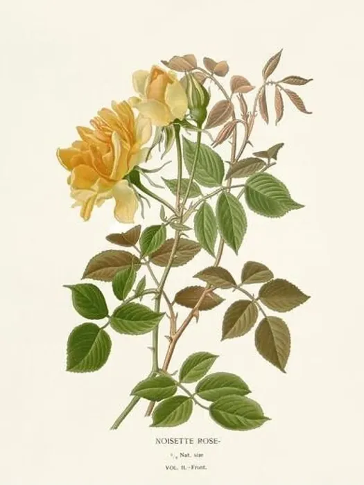 Framed Print : Flower illustration. Noisette Rose Framed Print : Flower illustration. Noisette Rose