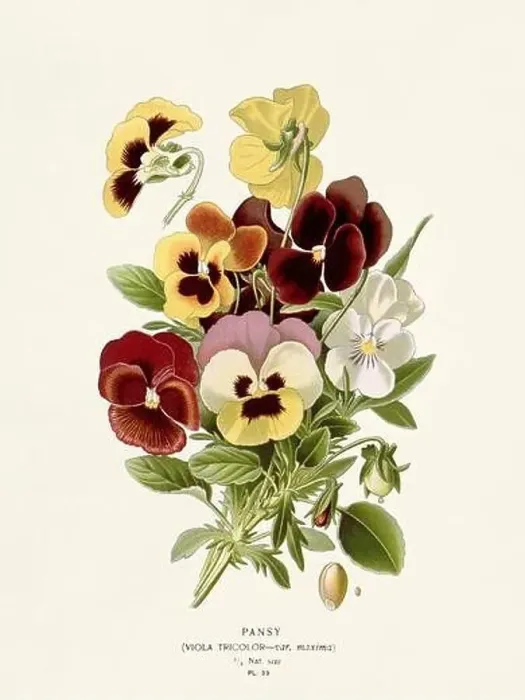 Framed Print : Flower illustration. Pansy Framed Print : Flower illustration. Pansy