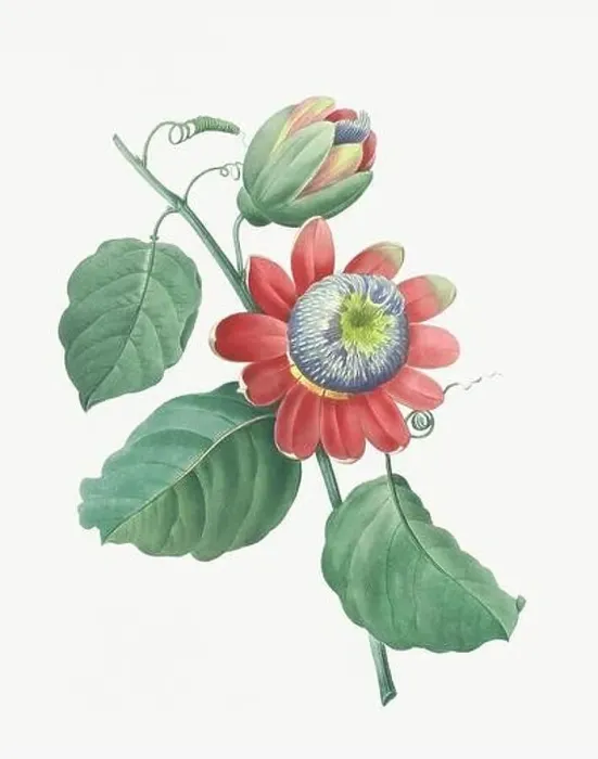 Framed Print : Flower illustration. Passion Flower Framed Print : Flower illustration. Passion Flower