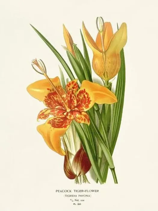 Framed Print : Flower illustration. Peacock Tiger-Flower Framed Print : Flower illustration. Peacock Tiger-Flower