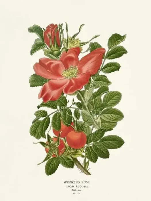 Framed Print : Flower illustration. Rose Framed Print : Flower illustration. Rose