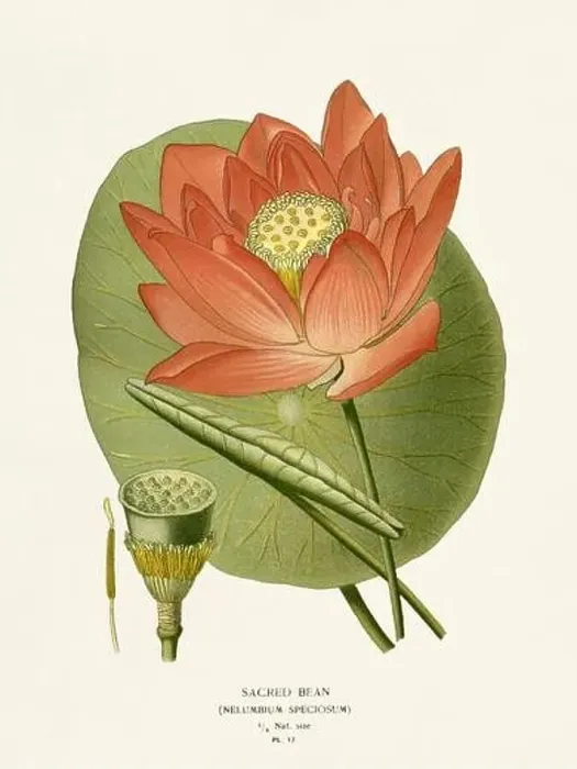 Framed Print : Flower illustration. Sacred Bean Framed Print : Flower illustration. Sacred Bean