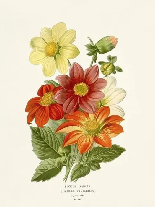 Framed Print : Flower illustration. Single-Dahlia Framed Print : Flower illustration. Single-Dahlia
