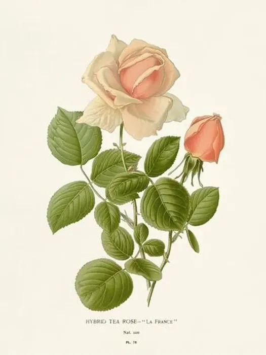 Framed Print : Flower illustration. Tea Rose Framed Print : Flower illustration. Tea Rose