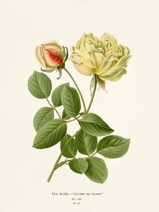 Framed Print : Flower illustration. Tea-Rose Framed Print : Flower illustration. Tea-Rose