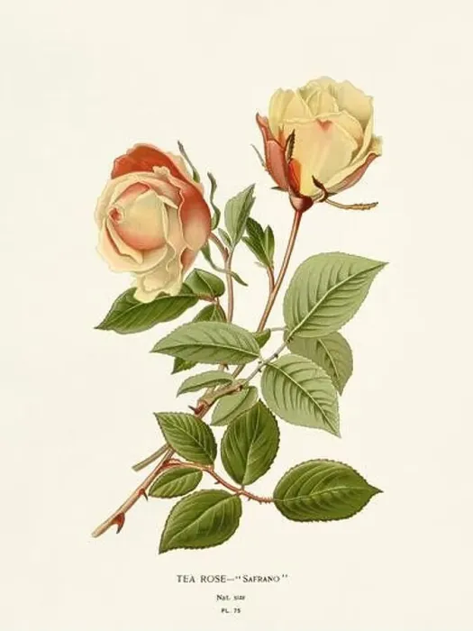 Framed Print : Flower illustration. Tea Rose Safrano Framed Print : Flower illustration. Tea Rose Safrano