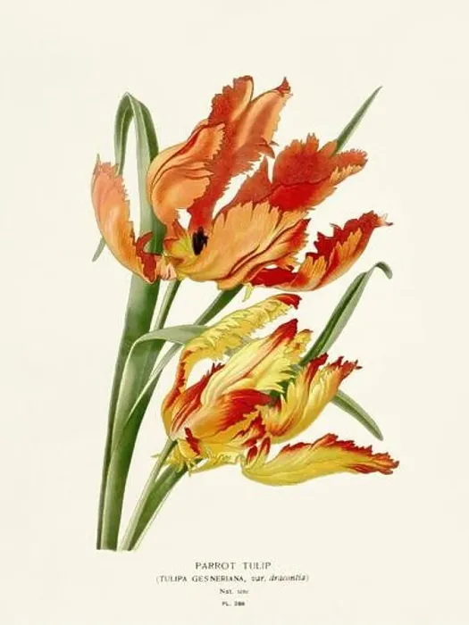 Framed Print : Flower illustration. Tulip Framed Print : Flower illustration. Tulip