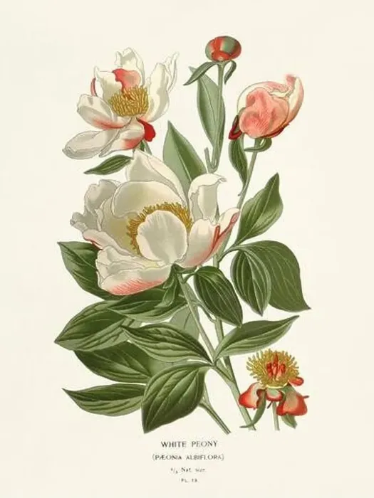 Framed Print : Flower illustration. White Peony Framed Print : Flower illustration. White Peony