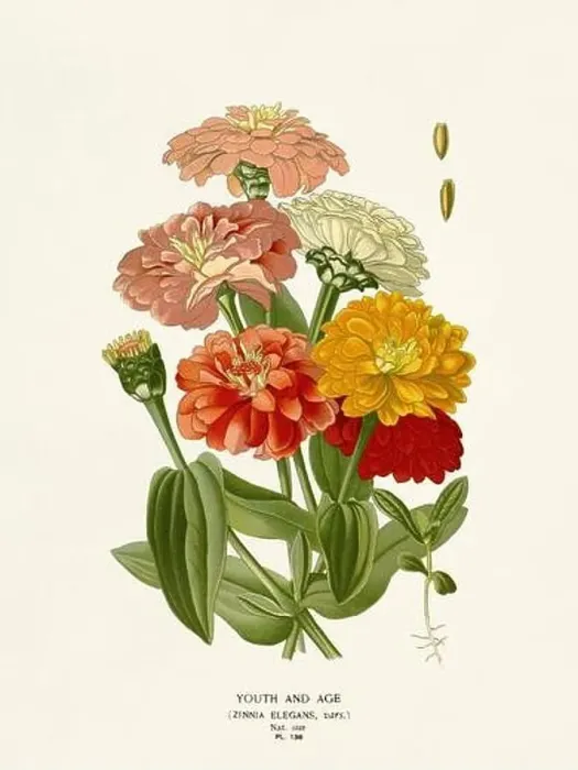 Framed Print : Flower illustration. Youth and Age Framed Print : Flower illustration. Youth and Age