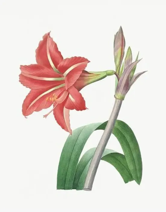Framed Print : Flower illustration.Amarillis Framed Print : Flower illustration.Amarillis