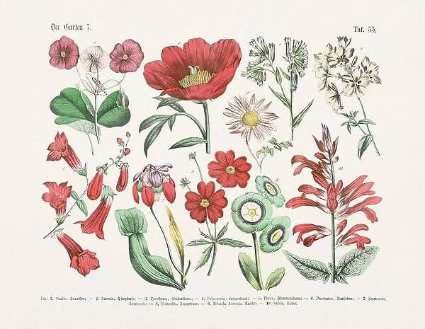 Flower Ilustration. Vintage Botanical Floral Chart