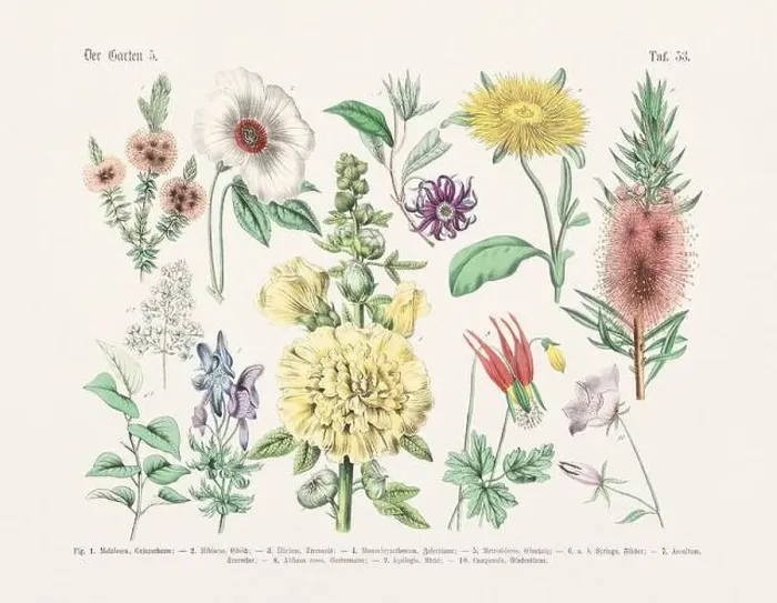 Framed Print : Flower Ilustration. Vintage Botanical Floral Chart Framed Print : Flower Ilustration. Vintage Botanical Floral Chart