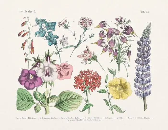 Framed Print : Flower Ilustration. Vintage Botanical Floral Chart Framed Print : Flower Ilustration. Vintage Botanical Floral Chart