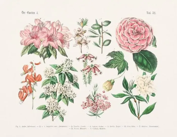 Framed Print : Flower Ilustration. Vintage Botanical Floral Chart Framed Print : Flower Ilustration. Vintage Botanical Floral Chart