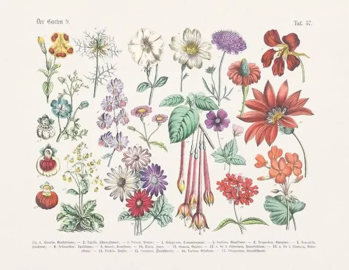 Framed Print : Flower Ilustration. Vintage Botanical Floral Chart Framed Print : Flower Ilustration. Vintage Botanical Floral Chart