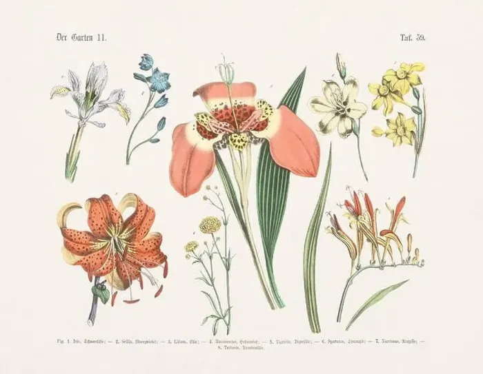 Framed Print : Flower Ilustration. Vintage Botanical Floral Chart Framed Print : Flower Ilustration. Vintage Botanical Floral Chart