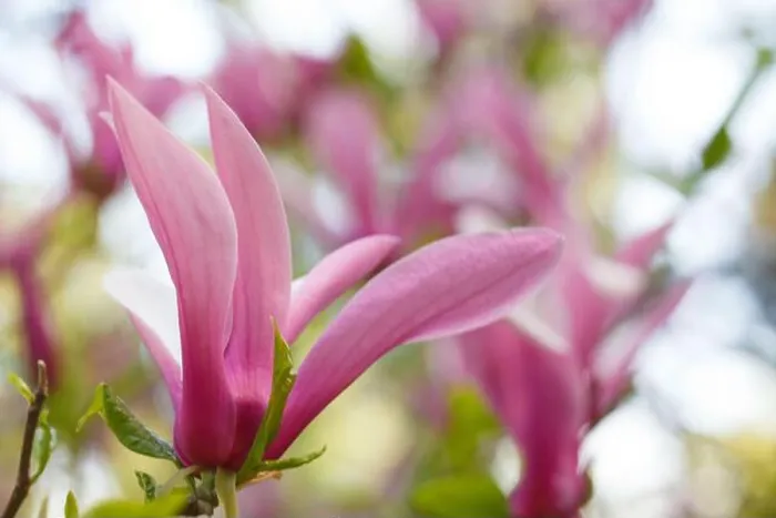 Framed Print : Flower macro. Beautiful pastel floral border, perfect blurred background Framed Print : Flower macro. Beautiful pastel floral border, perfect blurred background