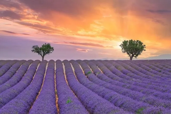 Framed Print : Flower trees landscape, meadow nature. Panoramic landscape. Inspire lavender floral lines horizon. Golden sunset sky calm tranquil relax scenic Framed Print : Flower trees landscape, meadow nature. Panoramic landscape. Inspire lavender floral lines horizon. Golden sunset sky calm tranquil relax scenic
