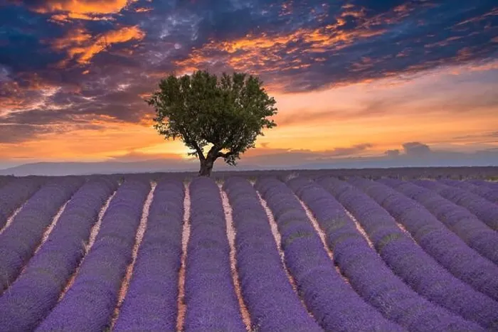 Framed Print : Flower trees landscape, meadow nature. Panoramic landscape. Inspire lavender floral lines horizon. Golden sunset sky calm tranquil relax scenic Framed Print : Flower trees landscape, meadow nature. Panoramic landscape. Inspire lavender floral lines horizon. Golden sunset sky calm tranquil relax scenic