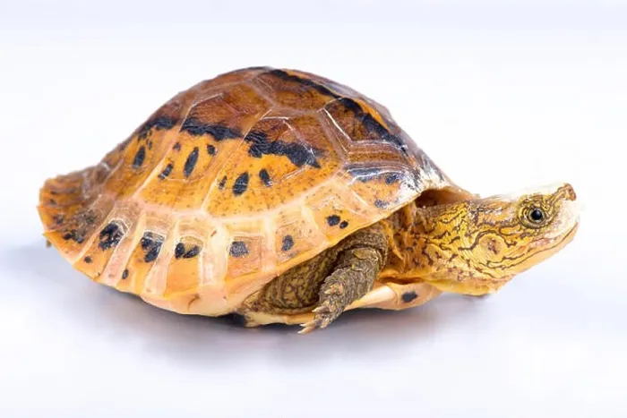 Framed Print : Flowerback Box Turtle, Cuora galbinifrons Framed Print : Flowerback Box Turtle, Cuora galbinifrons