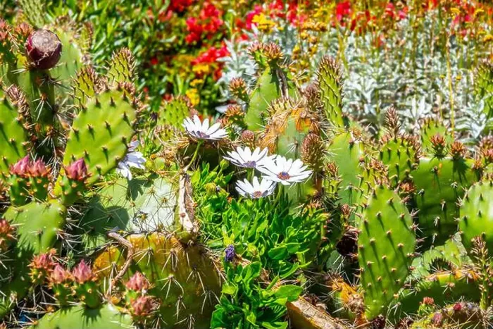 Framed Print : A flowering cactus in Laguna Beach, California Framed Print : A flowering cactus in Laguna Beach, California