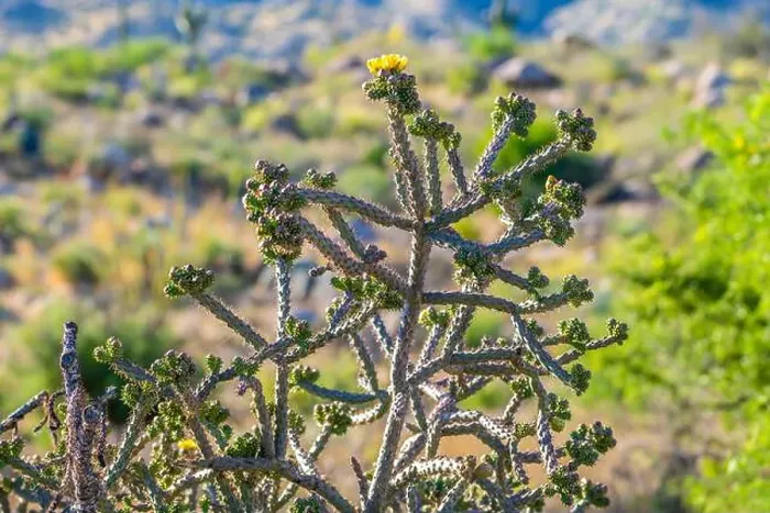 Framed Print : A flowering cactus in Tucson, Arizona Framed Print : A flowering cactus in Tucson, Arizona