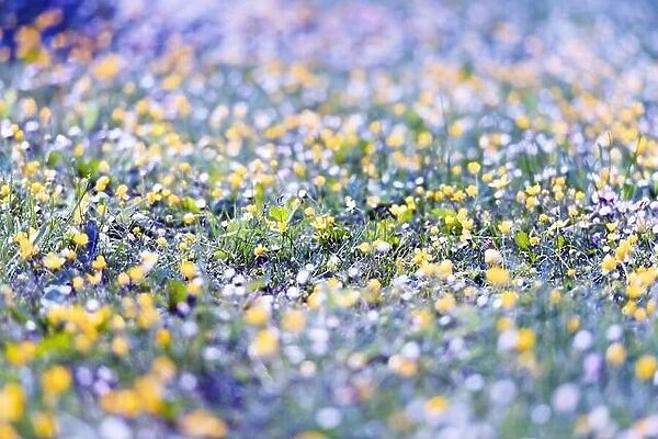Flowers field in spring meadow. Nature background