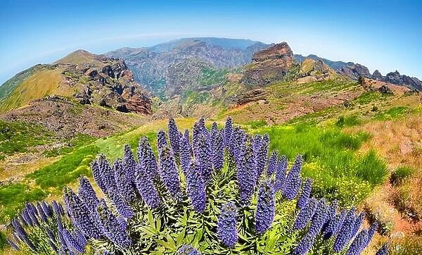 Flowers at the Pico do Arieiro (1816m), Madeira Island, Portugal