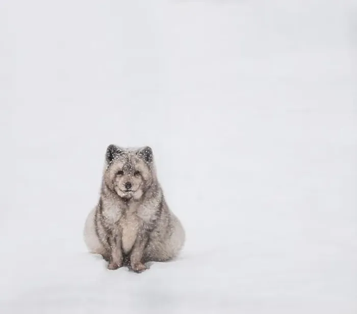 Framed Print : Fluffy arctic fox sitting in the snow on a winter day in Canada Framed Print : Fluffy arctic fox sitting in the snow on a winter day in Canada
