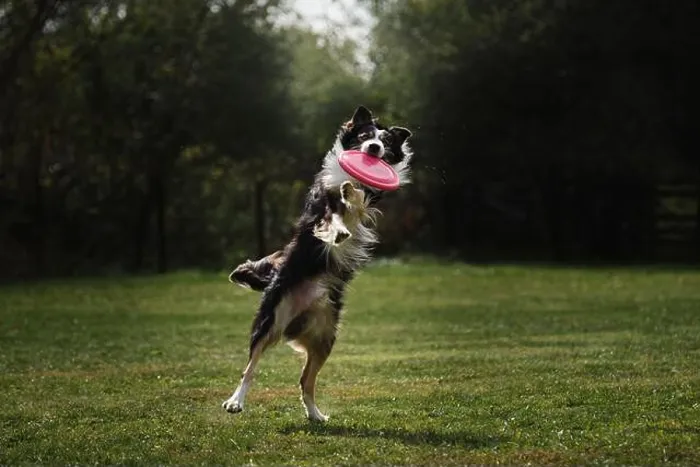 Framed Print : Fluffy border collie of black and white color jumps high and catches special flying plastic disk with mouth Framed Print : Fluffy border collie of black and white color jumps high and catches special flying plastic disk with mouth