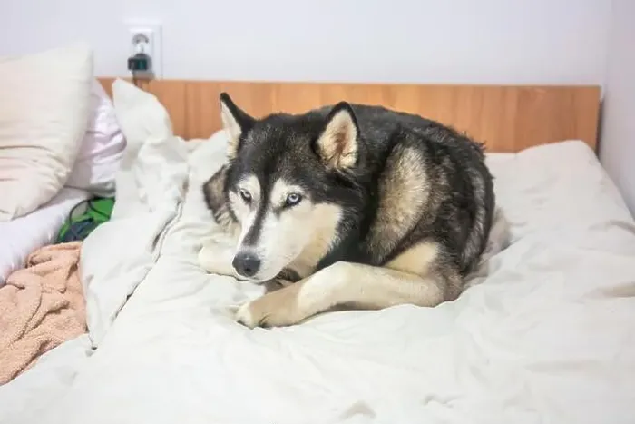Framed Print : A fluffy husky, with piercing blue eyes Framed Print : A fluffy husky, with piercing blue eyes