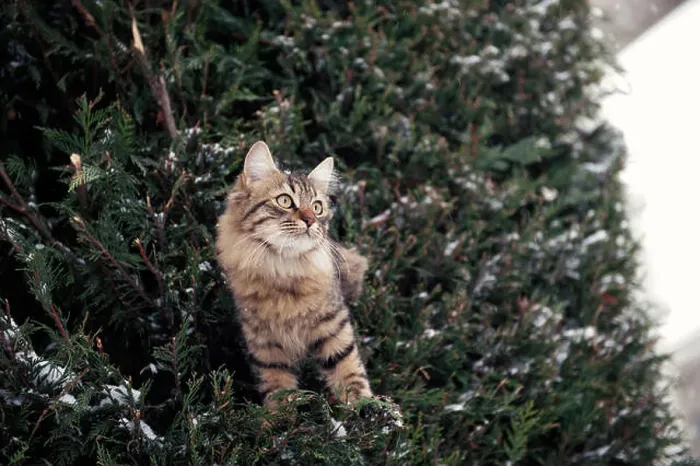 Framed Print : A fluffy tabby cat perched among snow dusted evergreen branches, with a curious and alert expression Framed Print : A fluffy tabby cat perched among snow dusted evergreen branches, with a curious and alert expression