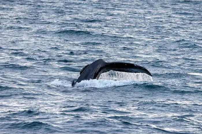 Framed Print : The fluke of a humpback whale, Megaptera novaeangliae Framed Print : The fluke of a humpback whale, Megaptera novaeangliae