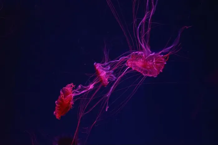 Framed Print : Three fluorescent jellyfish swimming underwater aquarium pool with neon light Framed Print : Three fluorescent jellyfish swimming underwater aquarium pool with neon light