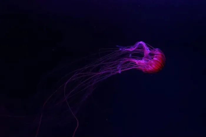Framed Print : Fluorescent jellyfish swimming underwater aquarium pool with red neon light Framed Print : Fluorescent jellyfish swimming underwater aquarium pool with red neon light