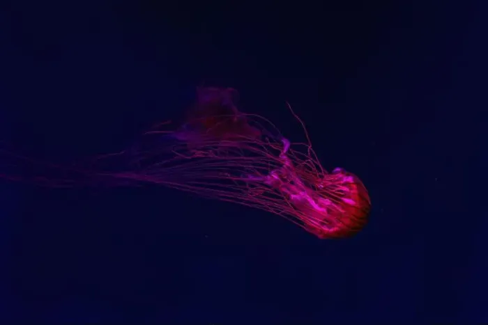 Framed Print : Fluorescent jellyfish swimming underwater aquarium pool with red neon light Framed Print : Fluorescent jellyfish swimming underwater aquarium pool with red neon light
