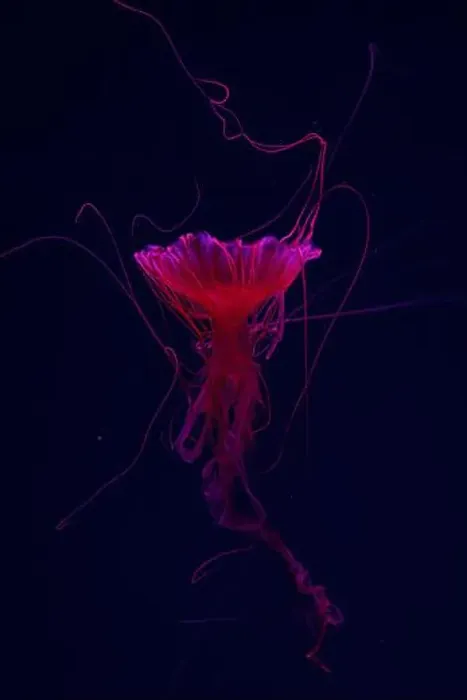 Framed Print : Fluorescent jellyfish swimming underwater aquarium pool with red neon light Framed Print : Fluorescent jellyfish swimming underwater aquarium pool with red neon light
